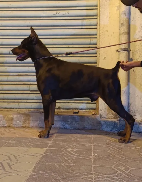 Dobermann Kennel Algerien