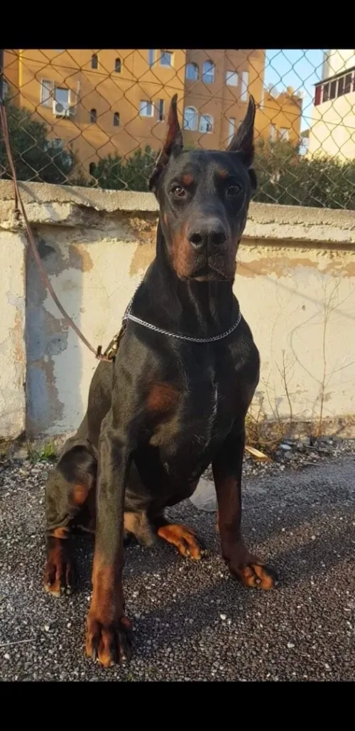 Doberman Européen disponible 