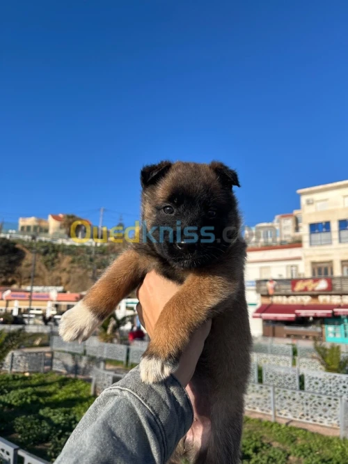 Chiot femelle malinois gendarme 40jr plus de photo sur whatsup