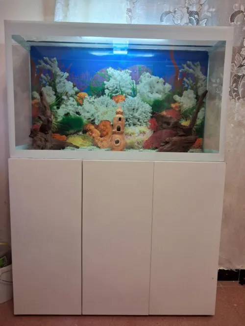 Aquarium avec meuble 1m équipée avec 40 poissons Cycledis Labidos Jaune