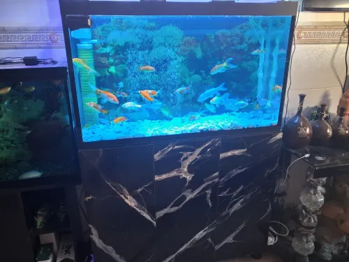 Aquarium avec meuble 1m équipée avec 40 poissons Cycledis Labidos Jaune