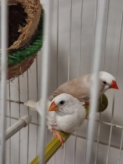 Divers couples Mandarins avec cages et nids