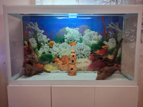 Aquarium avec meuble 1m équipée avec 40 poissons Cycledis Labidos Jaune