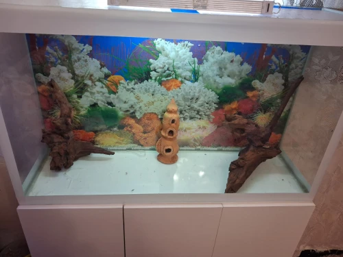 Aquarium avec meuble 1m équipée avec 40 poissons Cycledis Labidos Jaune