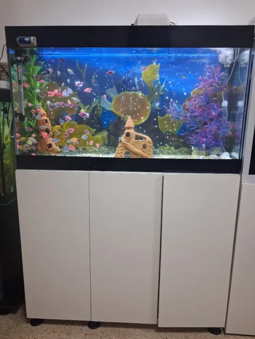 Aquarium avec meuble 1m équipée avec 60 poissons Tropicaux