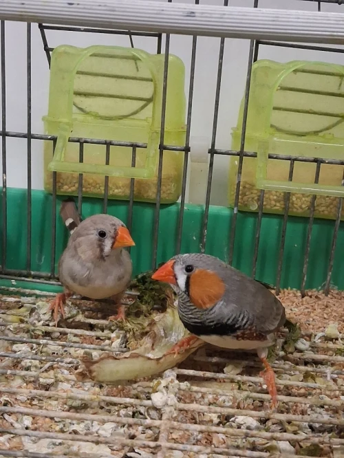 Divers couples Mandarins avec cages et nids