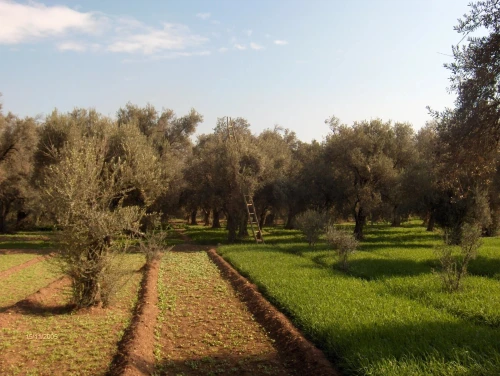 Vente Terrain Agricole Tlemcen Hennaya