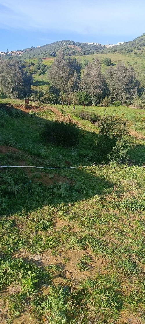 Vente Terrain Boumerdès Beni amrane