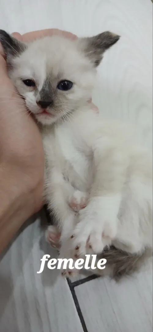 Chat siamois