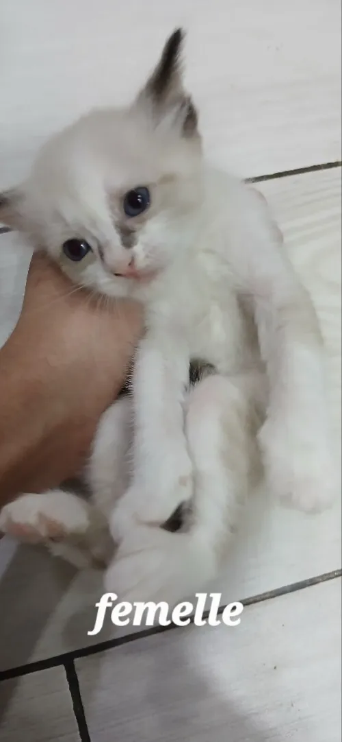 Chat siamois