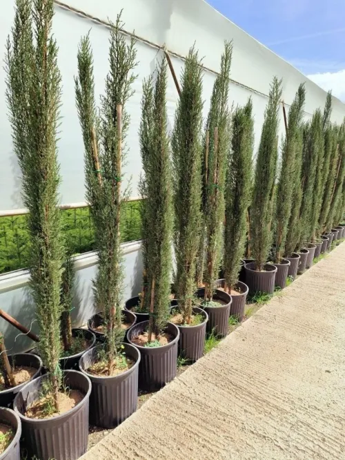 Je jardinier est à votre service pour une variété de travaux agricoles :