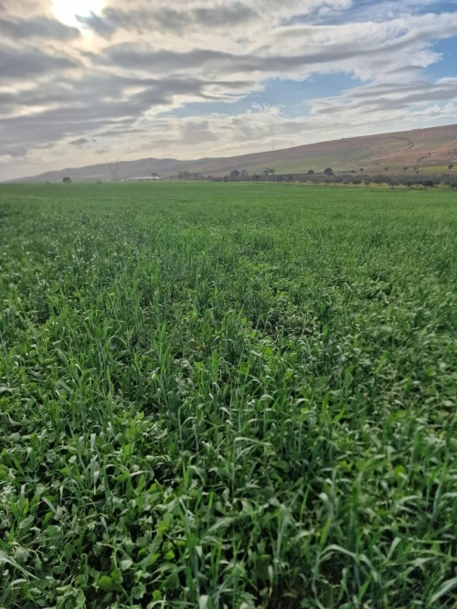 Vente Terrain Agricole Oran Boufatis