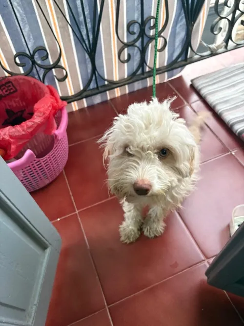Chien bichon