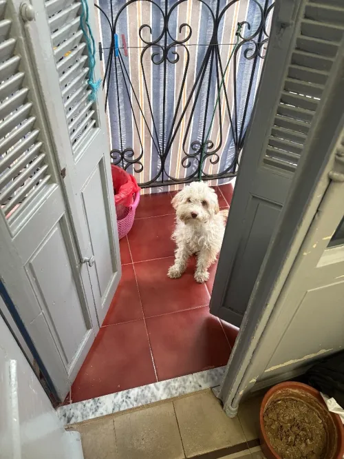 Chien bichon