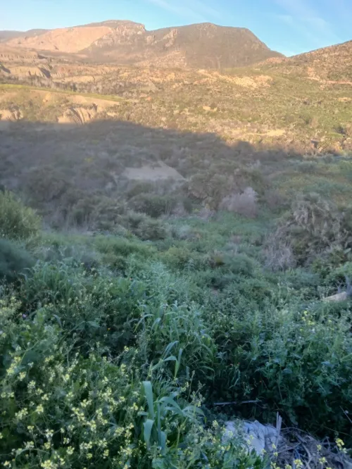 Vente Terrain Agricole Oran El ançor