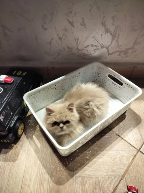 Persian cat / قط فارسي