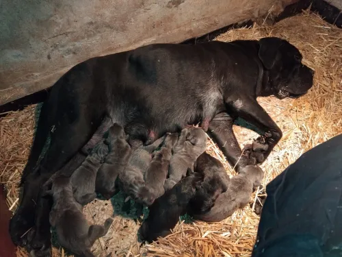 Mal cane corso