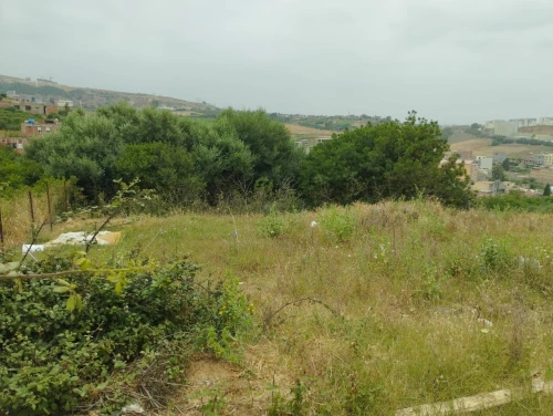 Vente Terrain Boumerdès Corso 2