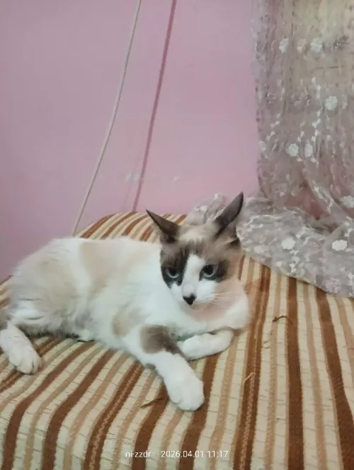 بءر خادم الجزائر العاصمة