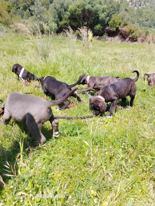 chien cane corso