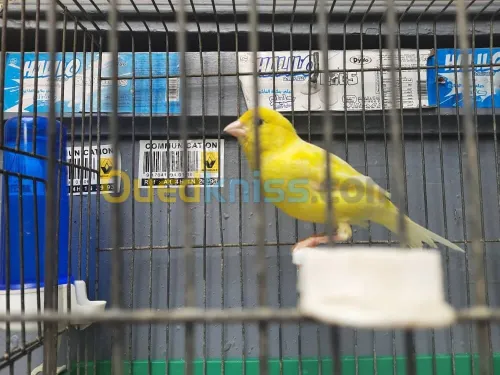 2 canari