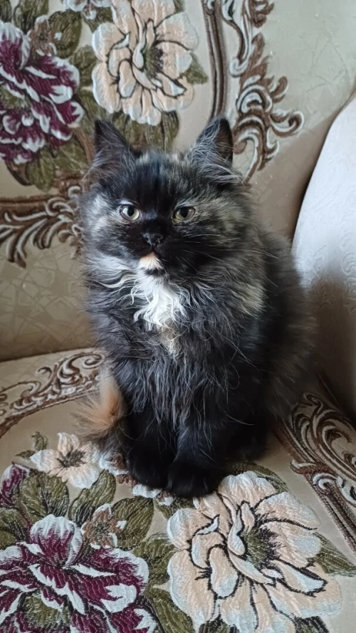 persan female pure race