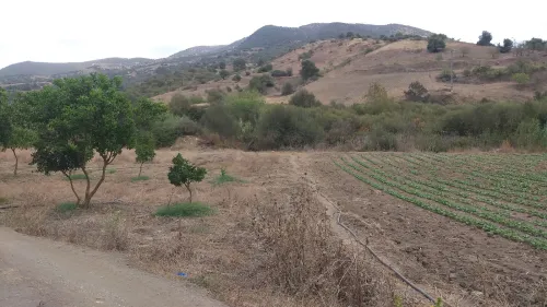 Vente Terrain Tipaza Cherchell