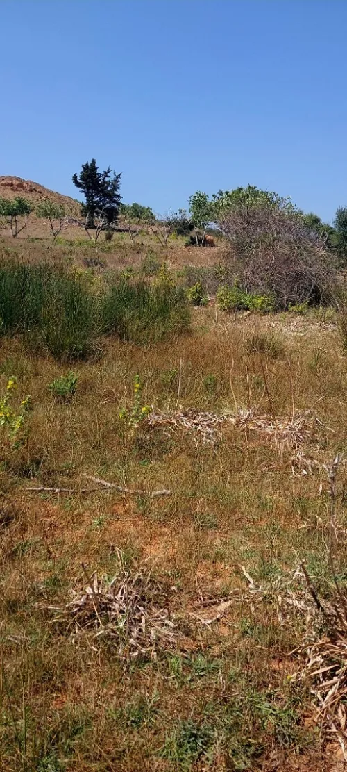 Vente Terrain Tipaza Cherchell