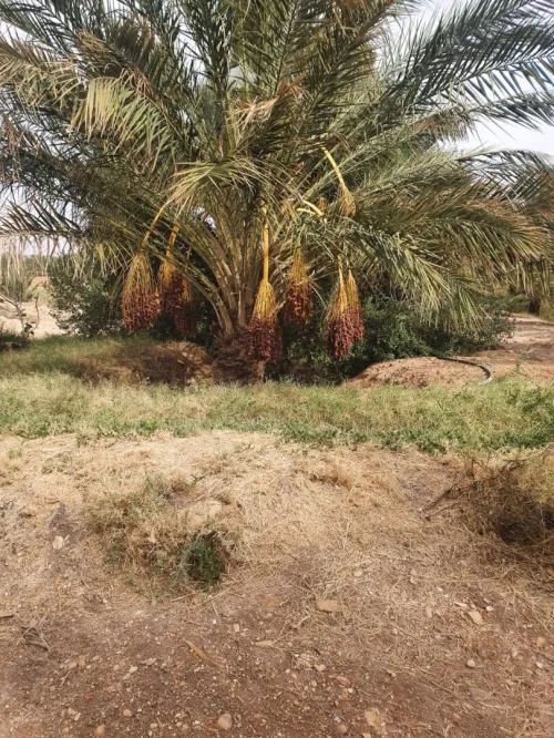 Vente Terrain Agricole Ouled Djellal Ouled Djellal