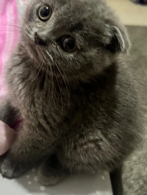 Scottish fold male