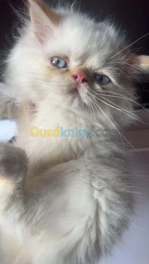 Himalayenne 