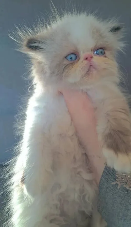Himalaya