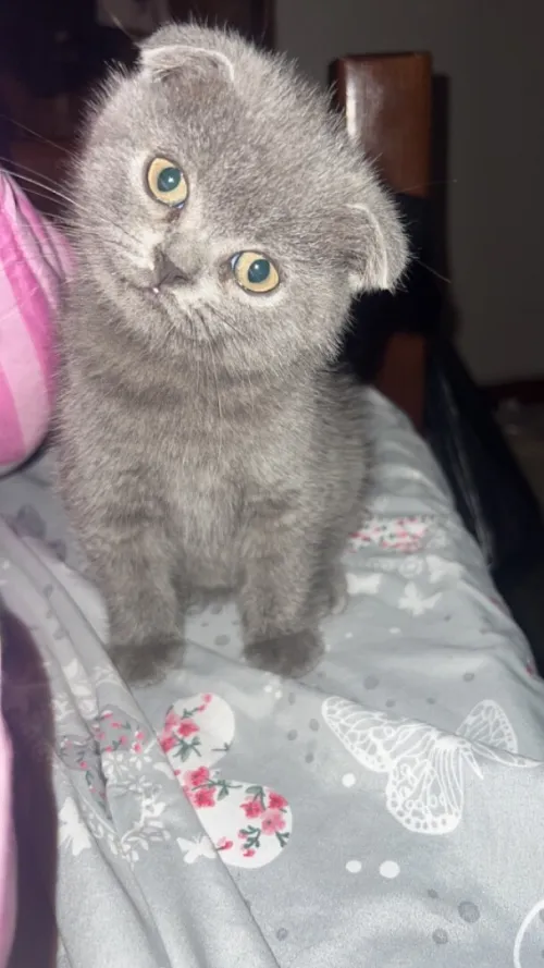 Scottish fold male