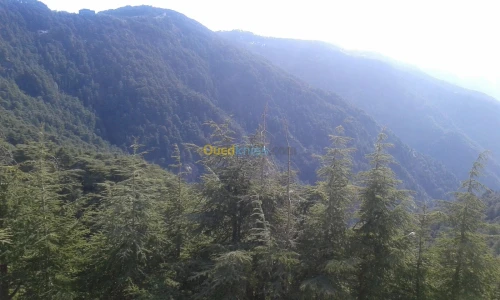 Location Villa Blida Chrea