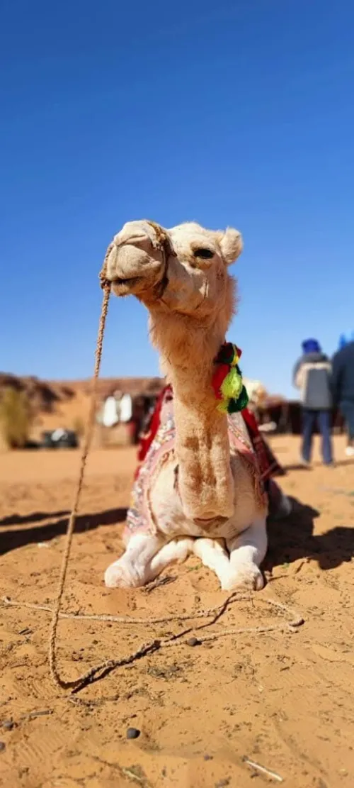 Taghit par bus