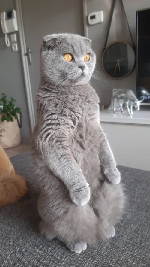Chat Scottish fold 