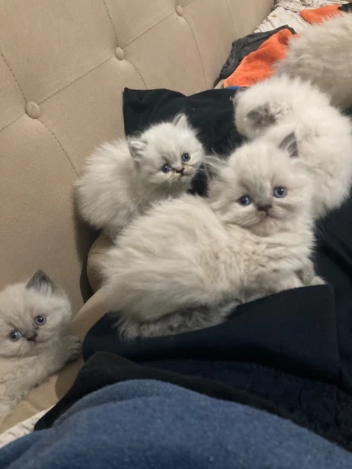 Chat persan pure race