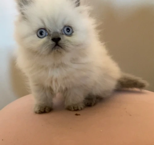 Chat persian himalayen 
