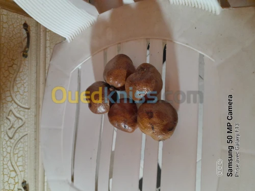 Pommes Adam (fruit de doum)