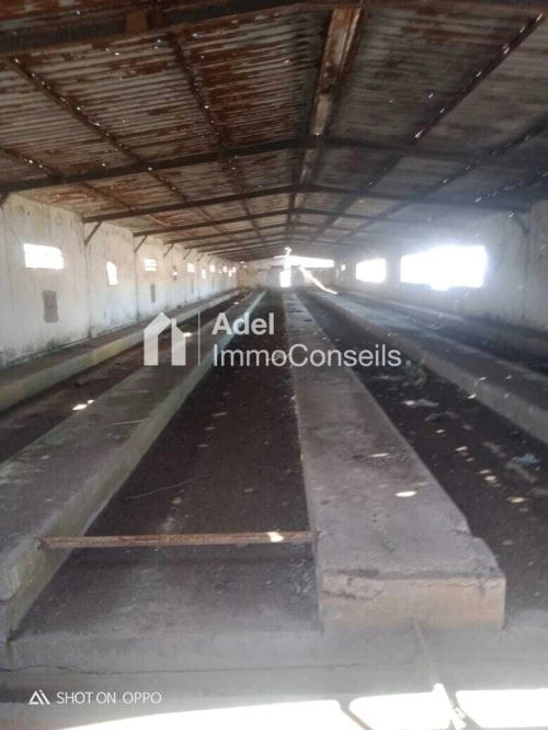 Vente Terrain Annaba Cheurfa