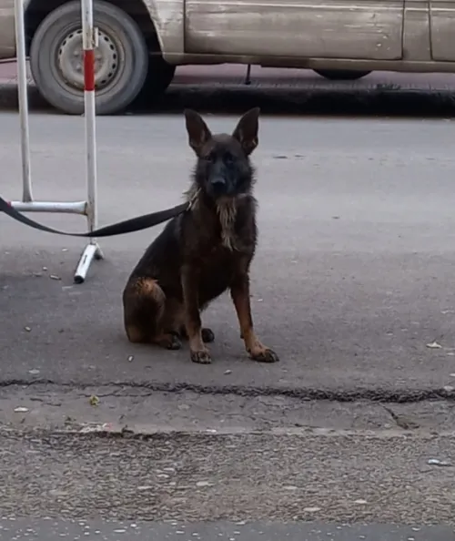 Malinois 