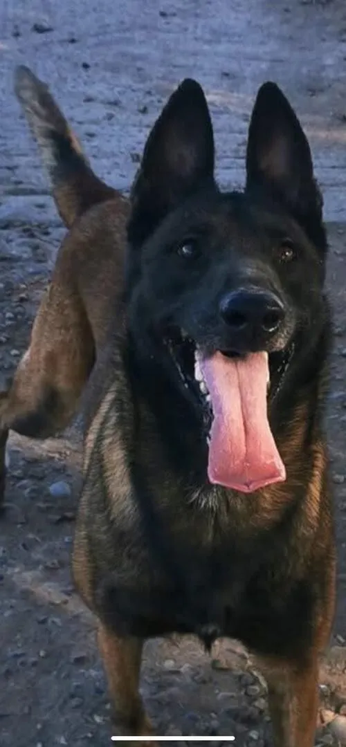 MALINOIS