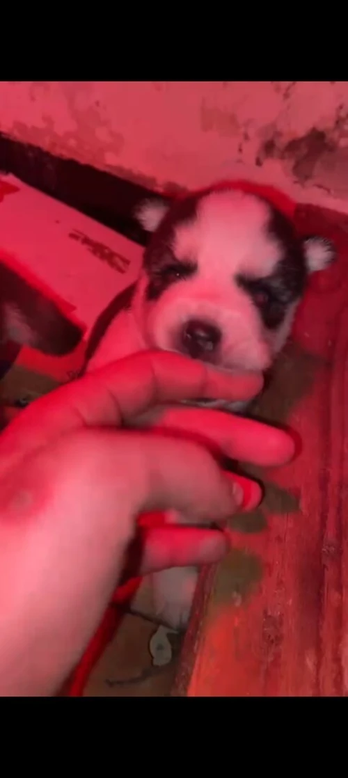 HUSKY SIBÉRIEN