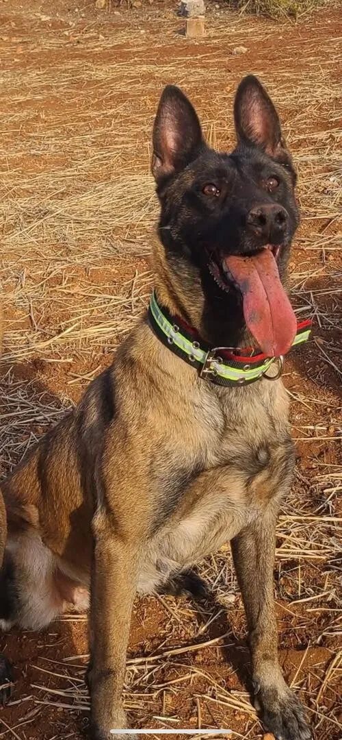 MALINOIS