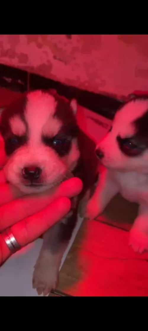 HUSKY SIBÉRIEN