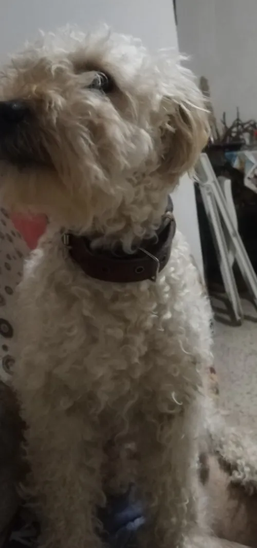 Caniche grande taille 