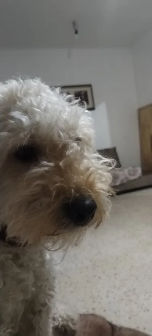 Caniche grande taille 