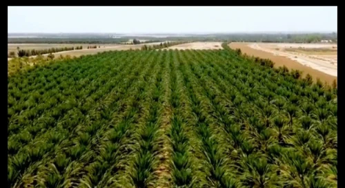 Vente Terrain Agricole Biskra Sidi okba