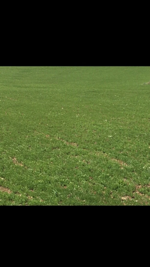 Vente Terrain Agricole Bordj Bou Arreridj Teniet en nasr