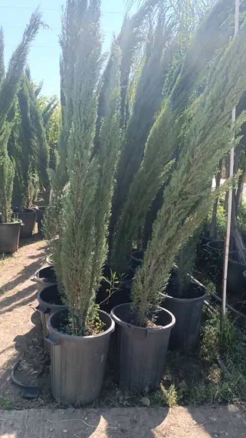 عشب طبيعي  gazon naturel  تقليم أشجار
